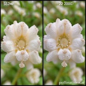 Perbandingan hasil foto antara kamera 50MP dan kamera 200MP pada Oppo Reno15 Series, menunjukkan perbedaan detail yang signifikan.